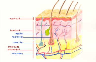De huid