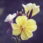 Evening primrose